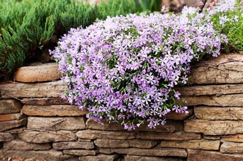 Phlox Subulata Centre De Jardin Barbe