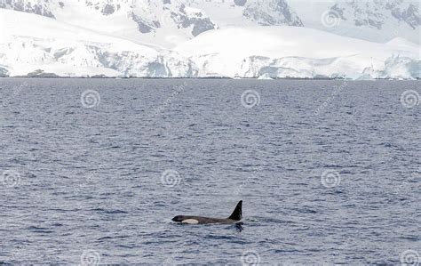 Orca or Killer Whales in Antarctica Stock Image - Image of whales, swimming: 278269153