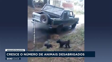 Cresce O Número De Animais Abandonados Band Paraná