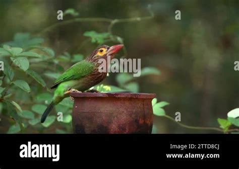 Brown Headed Barbet Chased By Green Imperial Pigeon In Sri Lanka