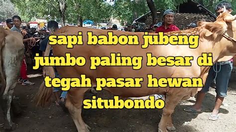 Update Harga Sapi Babon Jubeng Terbaru Mulai Dari Pegon Limosin