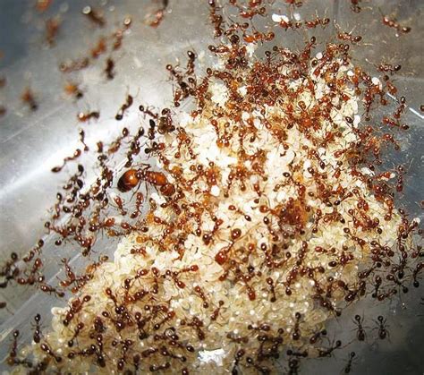 Photos and Info on Ants and Termites of Malaysia: Solenopsis Geminata, The Tropical Fireant