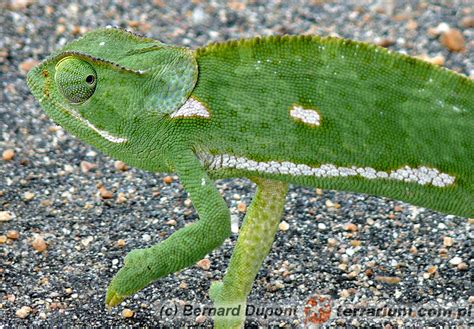 Chamaeleo Dilepis Kameleon Uszaty Terrarium