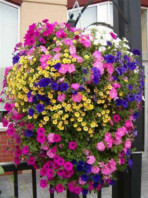 Pro Tips For Amazing Hanging Flower Baskets Page 2 Of 2