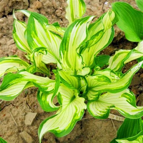 Bonsai Pcs Mixed Colorful Hosta Beautiful Flower White Lace Potted