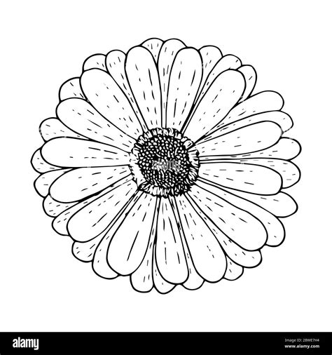 Gerber Daisy Illustration