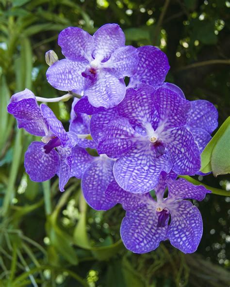 Purple Vanda Orchids Miltonia Orchid Oncidium Orchids Types Of