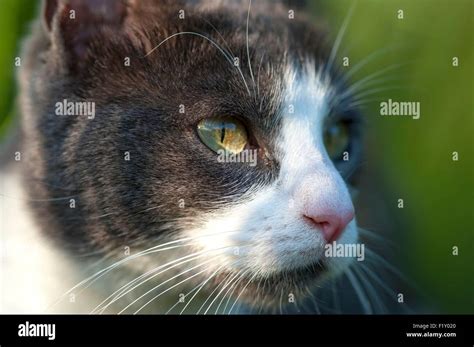 France Isere Domestic Cat Felis Silvestris Catus Grey And White