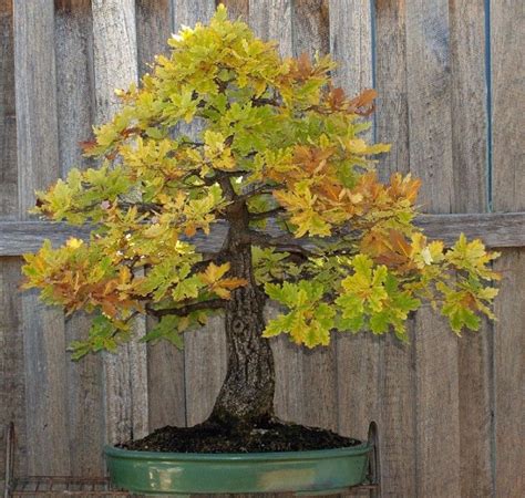 Blue Oak Quercus Macrocarpa Bonsai Beauty Deciduous Beauty Fast Growing