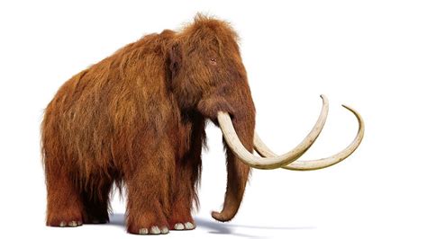 Facts About Mammoths | WMNH