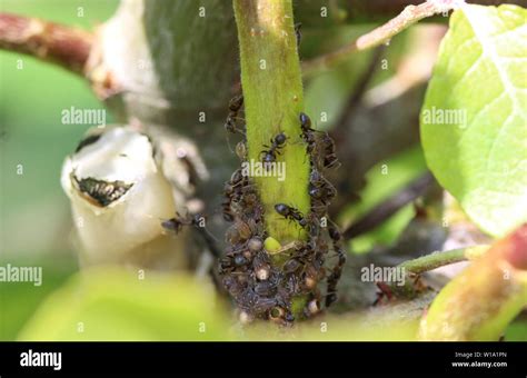 close up of black garden ant colony Stock Photo - Alamy