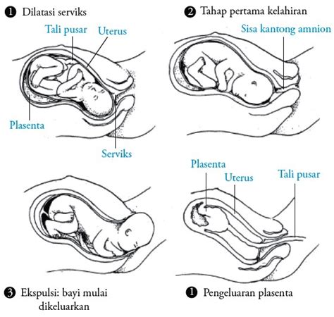 Proses Fertilisasi Gestasi Kehamilan Dan Persalinan Pada Manusia