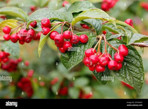 Cotoneaster Bullatus Hollyberry Cotoneaster Displaying Characteristic