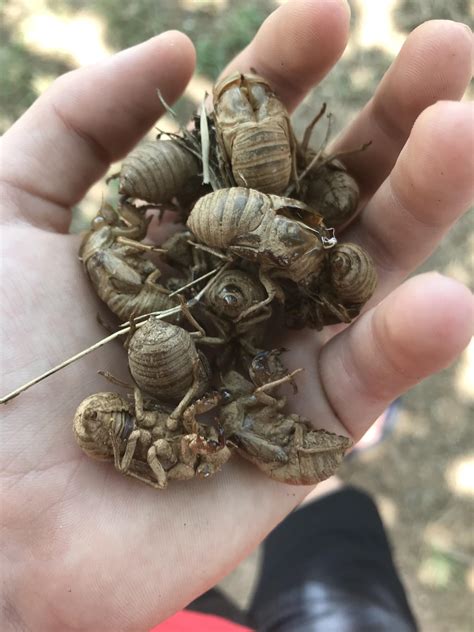 Found All The Cicada Exoskeletons At The Base Of A Tree Rentomology