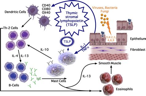 Epithelium Dysfunction In Asthma Journal Of Allergy And Clinical