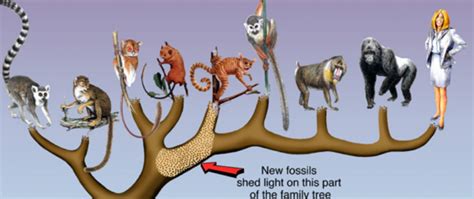 Change Over Time - The Evolution Of Primates