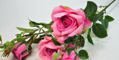 Цветочный склад в Спб: купить цветы и упаковку для цветов