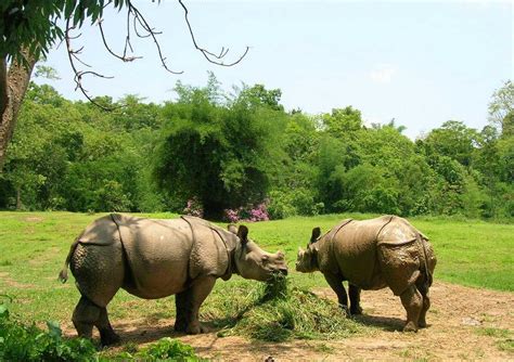 ASSAM STATE ZOO AND BOTANICAL GARDEN