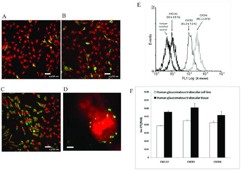 Cxcl Cxcr And Cxcr Expression By Human Glaucomatous Trabecular