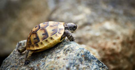 Curiosidades De Las Tortugas Que No Sab As Yo Amo A Las Mascotas