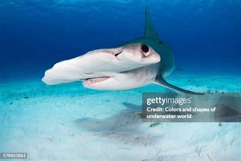 Hammerhead Shark Eyes Photos And Premium High Res Pictures Getty Images