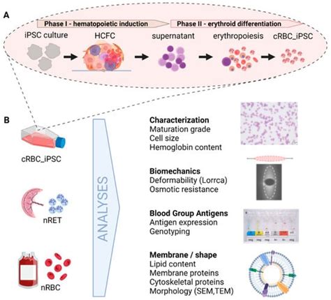 Cells Free Full Text Membrane Properties Of Human Induced