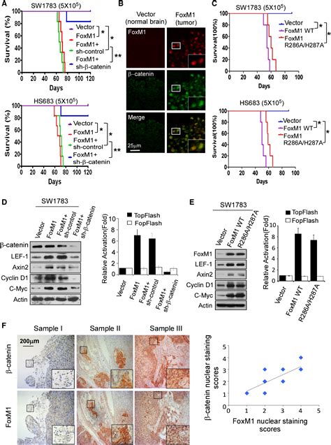 FoxM1 Promotes β Catenin Nuclear Localization and Controls Wnt Target