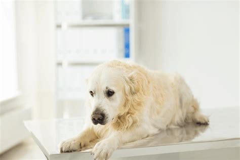 Hemangiosarcoma in Dogs: Types & Treatment [+Vet Insights]