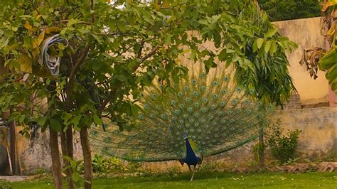 Beautiful Peacock Dance Youtube