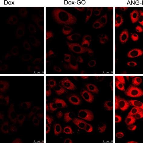 Cellular Uptake Of Dox Doxorubicin Loaded Graphene Oxide Dox Go Or