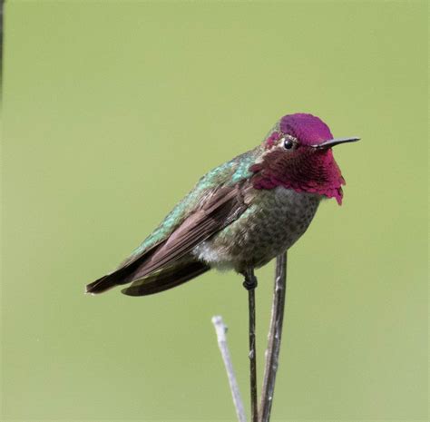 Annas Hummingbird