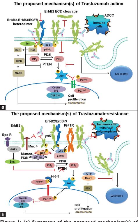 Figure From Mechanisms Of Trastuzumab Resistance In Erbb Driven