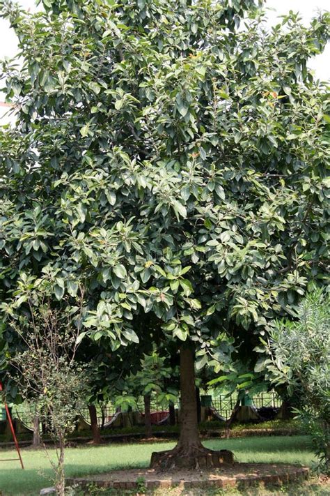 Ndio Banyan Tree Ficus Benghalensis Folhagem Densa Pix Sanjiv