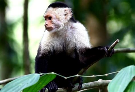 7 Common Pet Monkeys: Important Facts & Pictures!