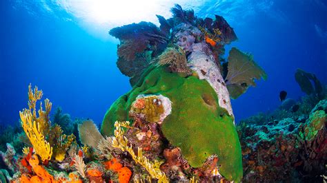 Help Shape The Future Of Florida Keys National Marine Sanctuary