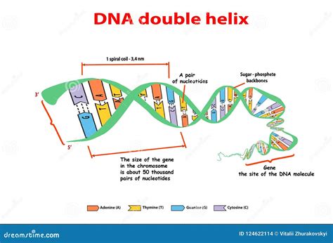 Dna Structure Double Helix On White Background Nucleotide Phosphate