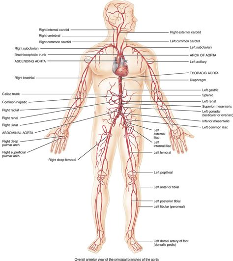 Worksheet Major Veins Of The Body Labeled