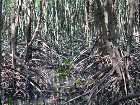 Mangrove Root The Stilt Roots Or Prop Roots Grow In The Places Where Freshwater Mixes With