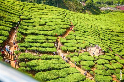 Bercuti Ke Cameron Highlands Ini Antara Tempat Menarik Dan Wajib