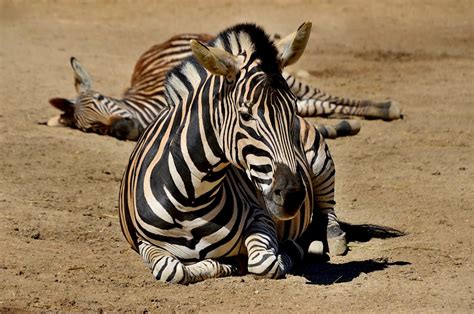 Black and White Zebra · Free Stock Photo