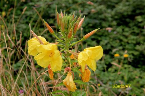 Plantas Silvestres De Asturias Enotera Onagra Hierba Del Asno