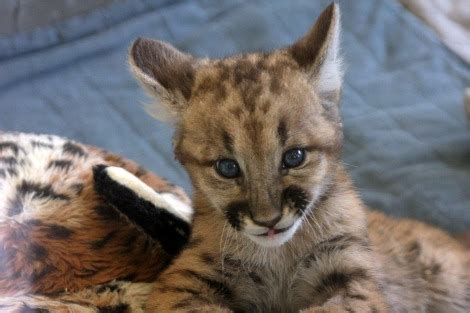 Cincinnati's Newest Cougar Cubs - ZooBorns