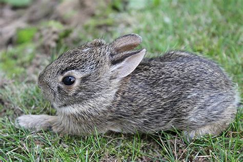 What To Feed A Wild Baby Cottontail Rabbit - Baby Viewer