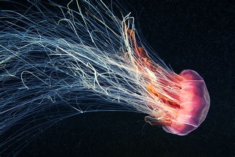 underwater photography jellyfish jellyfish   favourite underwater