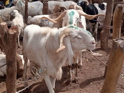 TABASKI 2022 SUR FOND DE VIE CHERE AU BURKINA Une fête du mouton sans