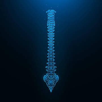 Spine Anatomy Illustrated In Polygonal Vectora Representation Of A