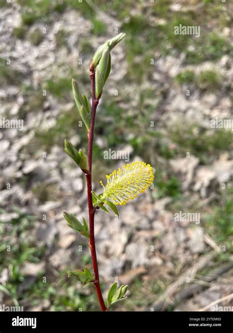 Pussy Willow Salix Discolor Stock Photo Alamy