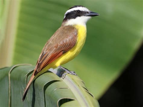 Aves Argentinas Benteveo Belleza Y Diversidad Loros Y Guacamayos