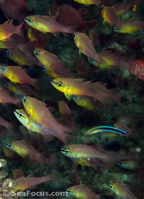 Cardinalfish – image gallery | marine species information | diving ...