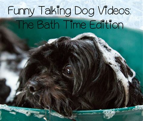 5 Funny Talking Dog Videos: After Bath Edition - DogVills